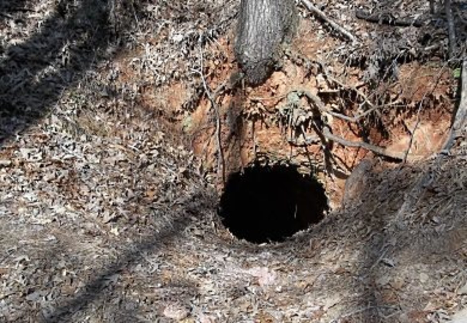 Do you own a cave or an old mine that you would like tested for White-nose Syndrome (WNS) this coming winter? If so, the S.C. Department of Natural Resources may be able to help. WNS is a disease that has devastated bat populations since it was first documented in New York 10 years ago.
