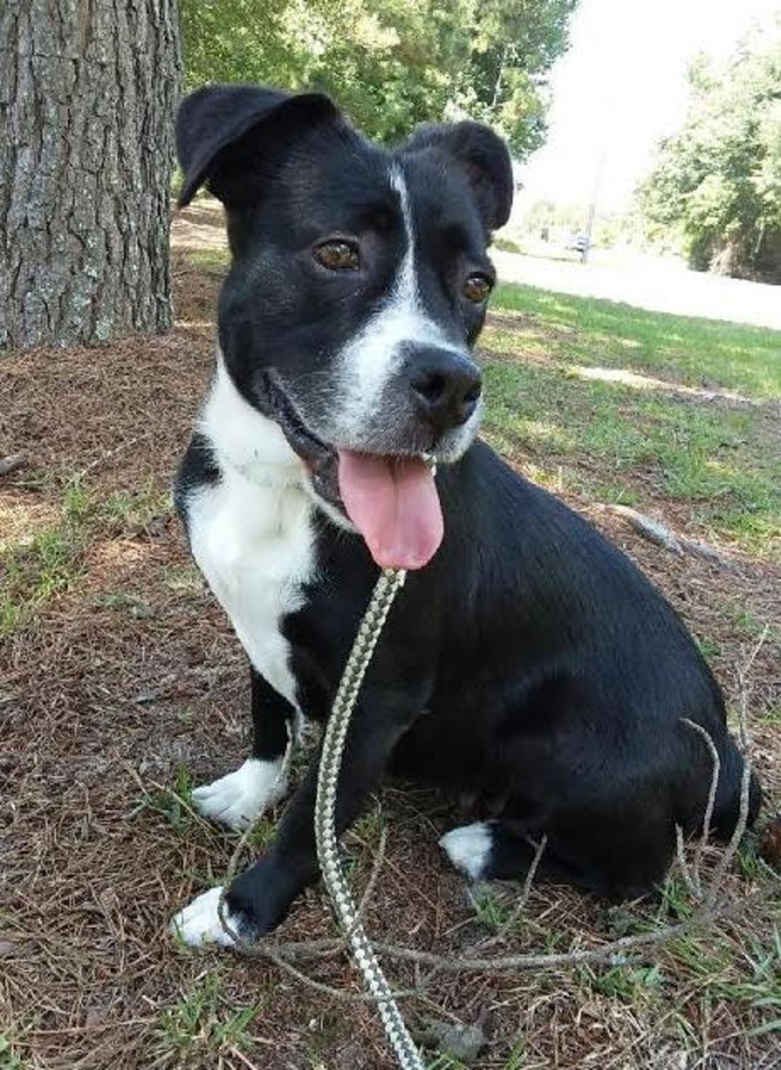 Maggie, Lab/Boston Terrier mix is available for adoption